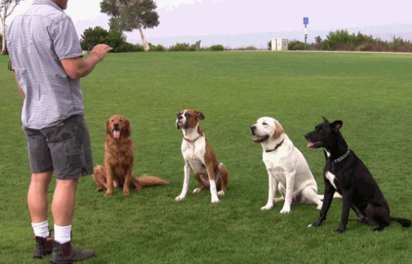 Choosing the best dog training school
