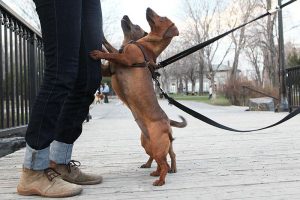 How to stop your dog from jumping