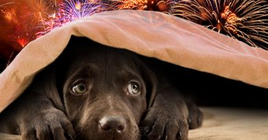 Dogs and Fireworks