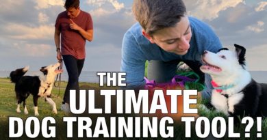 The ULTIMATE Dog Training Tool!?!