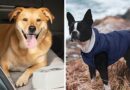 Dog Owners Are Calling These Hidden Gems On Amazon Their Most Amazing Finds Of The Year