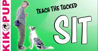 Teach the Tucked Sit – Professional Dog Training
