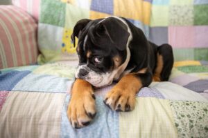 a dog looking embarrassed