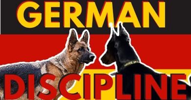 3 ways to correct unsocial behavior with a dominant reactive German Shepherd