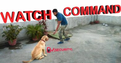 Labrador Dog Training – Day 6th : How to Train a Dog For Security (Hindi)