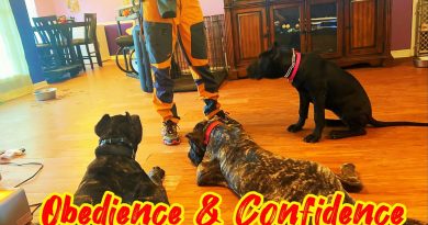 Presa “Obedience & Confidence “ Wanna Know More!Family Guardian Protection Dog Training