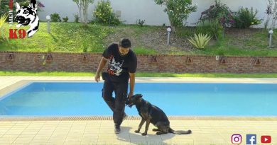 Fundamental Dog Training  || Basic Obedience