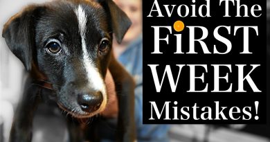 Avoid THESE Puppy Training First Week MISTAKES!
