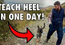 Train Your Dog to Heel in 1 Day – NO LEASH REQUIRED!