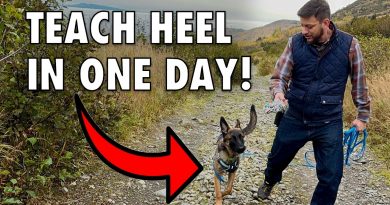 Train Your Dog to Heel in 1 Day – NO LEASH REQUIRED!