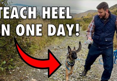 Train Your Dog to Heel in 1 Day – NO LEASH REQUIRED! Train Your Dog to Heel in 1 Day – NO LEASH REQUIRED!