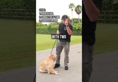 How to Stop Leash Pulling In Under 10 Minutes How to Stop Leash Pulling In Under 10 Minutes