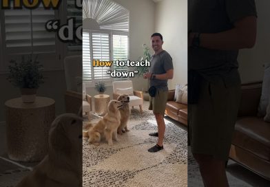 Teaching your dog down! (with a surprise sploot) Teaching your dog down! (with a surprise sploot)