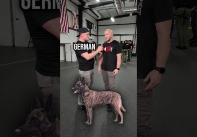 TOP 3 Breeds for Police K9 Work! TOP 3 Breeds for Police K9 Work!