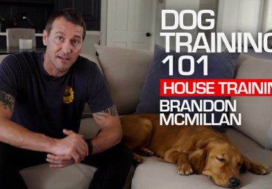 Dog Training 101: House Training | Brandon McMillan Dog Training 101: House Training | Brandon McMillan