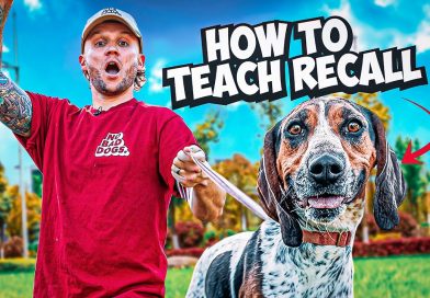 The Best Recall Training For Your Dog! The Best Recall Training For Your Dog!