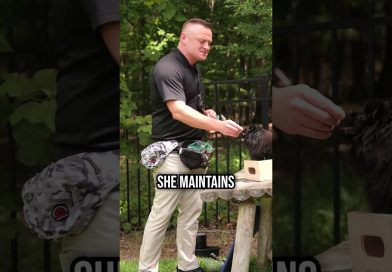 Top 3 Reasons you NEED a treat pouch!