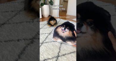 How I toilet trained my dog 😄 #dog #pomeranian