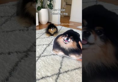 How I toilet trained my dog 😄 #dog #pomeranian