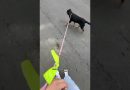 How to leash train your dog