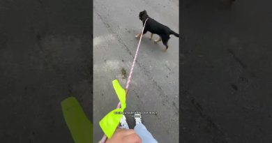 How to leash train your dog