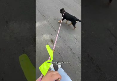 How to leash train your dog