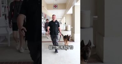 Trained vs Untrained Dogs: The Shocking Difference in Real Life!