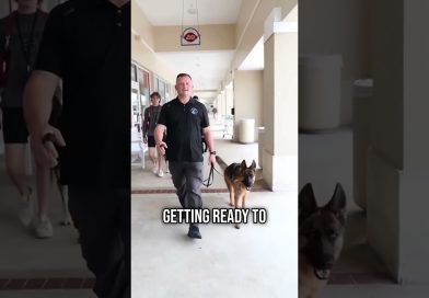 Trained vs Untrained Dogs: The Shocking Difference in Real Life!