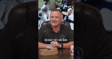 Should You Get a Belgian Malinois?