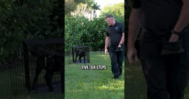 How to Get Your Puppy to Stay in Their Crate