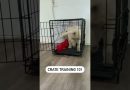 How to Crate Train your Puppy