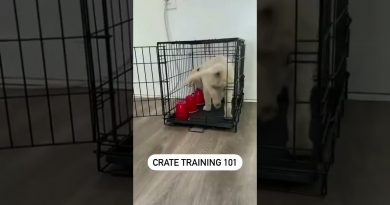 How to Crate Train your Puppy