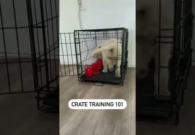 How to Crate Train your Puppy