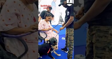How to calm aggressive and dominating dog