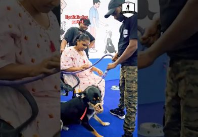 How to calm aggressive and dominating dog