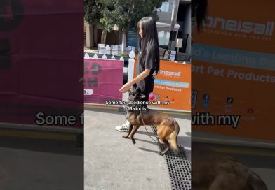 Some advanced obedience with my Malinois #belgianmalinois #dogtraining #dog Some advanced obedience with my Malinois #belgianmalinois #dogtraining #dog