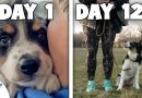 Puppy Training Doesn’t Need To Be STRESSFUL (First 18 Weeks)