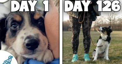 Puppy Training Doesn’t Need To Be STRESSFUL (First 18 Weeks)