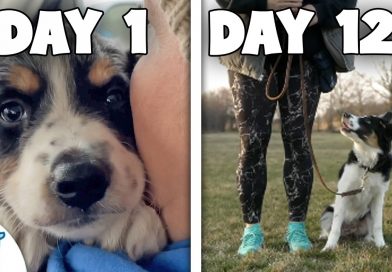 Puppy Training Doesn’t Need To Be STRESSFUL (First 18 Weeks)