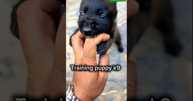 🔥 Basic Training for Malinois Puppies #dog #puppy #belgianmalinois #germanshepherd #k9 #dogtraining