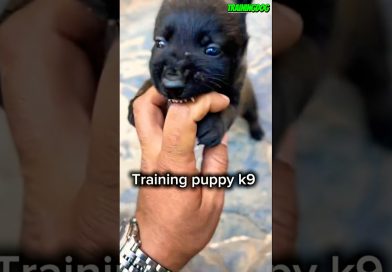 🔥 Basic Training for Malinois Puppies #dog #puppy #belgianmalinois #germanshepherd #k9 #dogtraining
