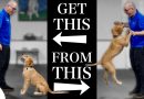 Teach Your Dog To Stop Jumping Up In 4 Simple Steps!