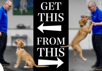 Teach Your Dog To Stop Jumping Up In 4 Simple Steps!