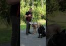 How to Save Your Small Dog From a Big Dog Attack