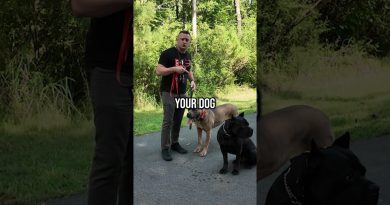 How to Save Your Small Dog From a Big Dog Attack