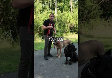 How to Save Your Small Dog From a Big Dog Attack