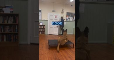 ADVICE: Is your dog reactive when guests arrive? 🐶 #dogtraining #dogs #malinois #advice