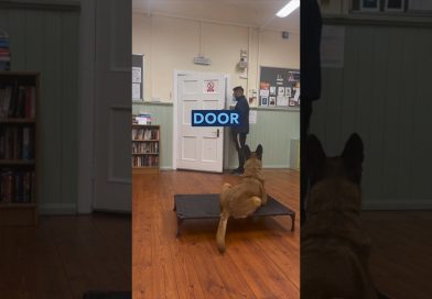 ADVICE: Is your dog reactive when guests arrive? 🐶 #dogtraining #dogs #malinois #advice