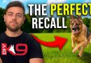 How to Teach Recall Like a Pro Dog Trainer