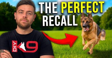 How to Teach Recall Like a Pro Dog Trainer